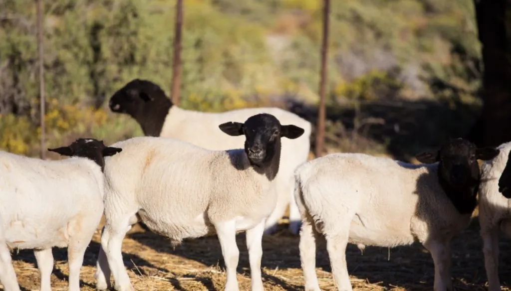 Lambs raised on a Texas farm